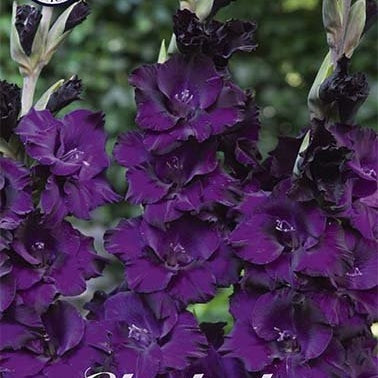 Gladiolus Mombasa 10-pakning